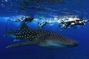 Crowded Whale Sharks