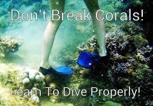 Learn to Dive Today