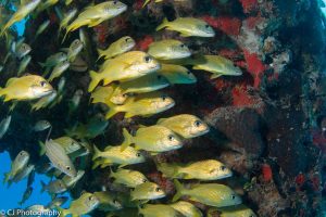 School of grunts in Playa