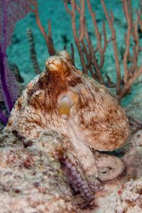 Octopus in playa del Carmen