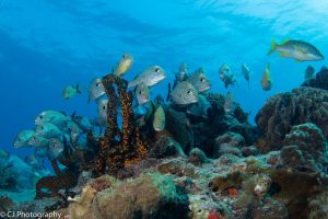 Schooling Fish in Playa del Carmen Scuba