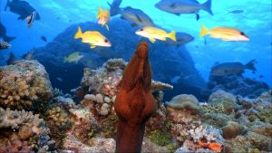 Moray eel