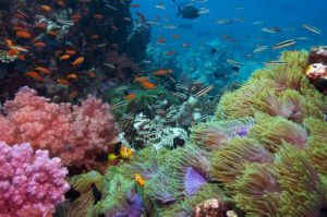 Scuba Diving in Cozumel