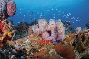 yucab reef COzumel