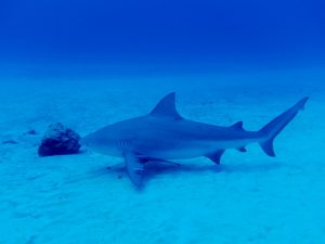 bull shark diving playa del carmen
