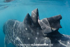 wounded whale shark