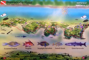 Barracuda Reef