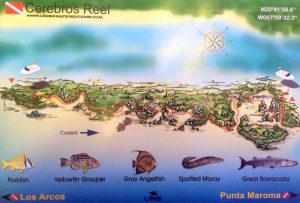 Reef Cerebros