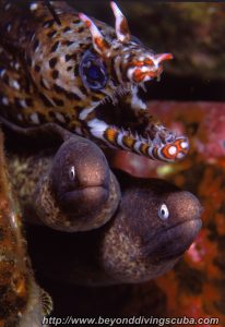 mooray eels in Cozumel