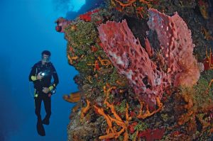 Cozumel Direct Trip