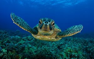 Scuba Diving in Playa del Carmen