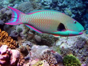 PArrot Fish
