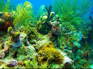 Coral Reef Playa del Carmen
