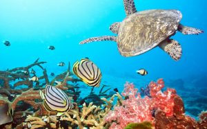 Cozumel scuba diving