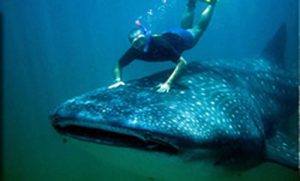 Riding a whale shark