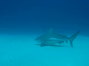 Bull shark diving