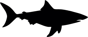 Bull Sharks Playa del Carmen