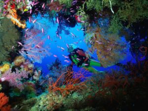 Colorful tropical coral reef