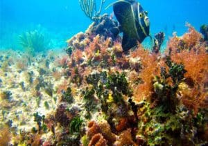 scuba diving in playa del carmen
