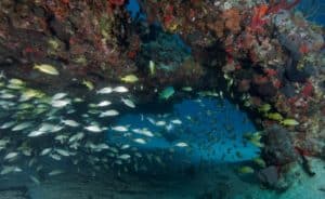 Swimthrough at Moc Che Shallow in Playa del Carmen
